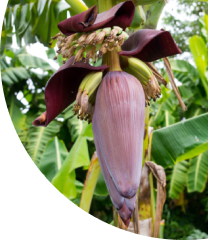 Banana Flower Extract