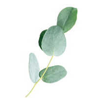 Eucalyptus - one of Divi's ingredients