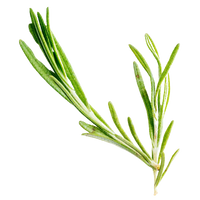 Rosemary - one of Divi's ingredients